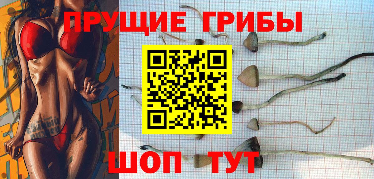 дарнет шоп  Псилоцибиновые грибы прущие грибы  Вход с VPN  Новоалександровск 